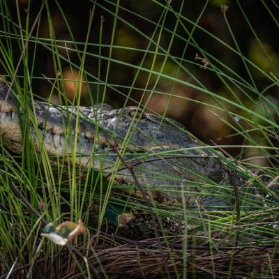 Crocodile